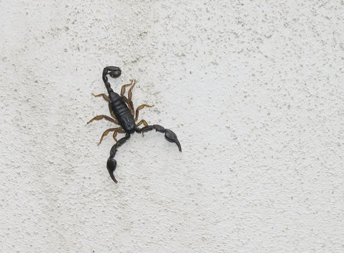 scorpion