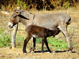 Donkey mother and son © alphaspirit