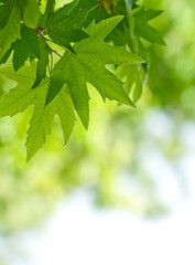 Fototapeta na wymiar zielone liście, płytkie fokus