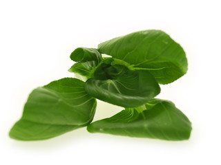 pakchoy, bokchoy,pokchoy,senfkohl, blattgemüse