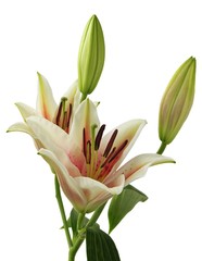 pink and white lilies in blossom
