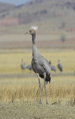 Fototapeta premium Grulla solitaria