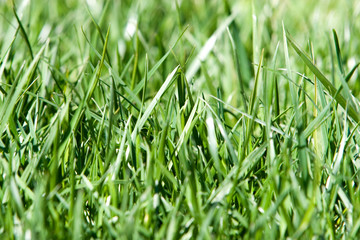 Green grass background closeup