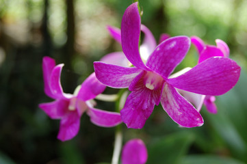 Purple Orchid