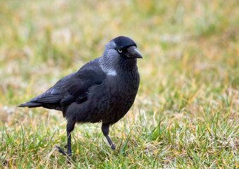 JAckdaw