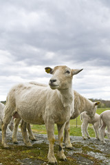 Fototapeta premium sheeps 
