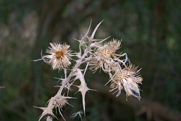 Dead Thistle 1