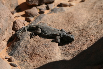 Desert Lizard