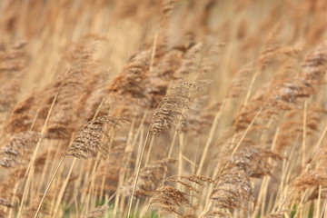 Fototapeta premium Wheat Field, Poland
