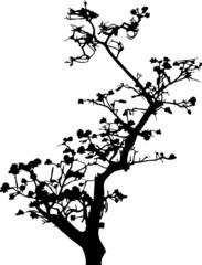 Isolated tree - 22. Silhouette