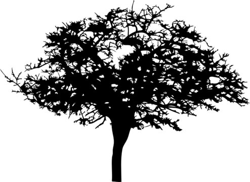 Isolated tree - 23. Silhouette