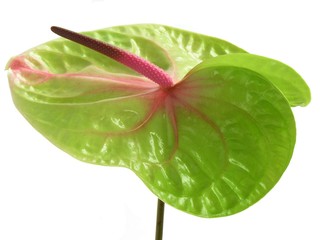 green flower of anthurium