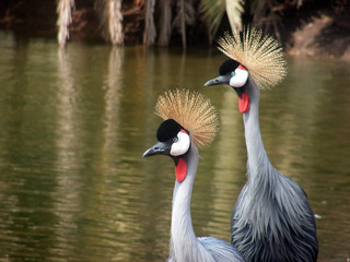 Two crowned cranes on the lake