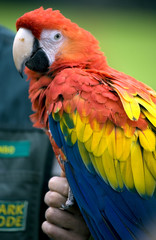 Parrot