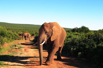 Fototapeta na wymiar African Elephant Bull (loxodonta africana)