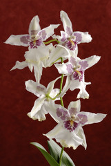orchidée sur fond marbré bordeau 1