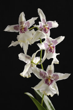 orchid&eacute;e sur fond noir