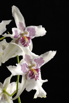 orchid&eacute;e sur fond noir 1
