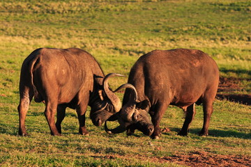 Cape Buffalo Bulls Fighting (Syncerus caffer)