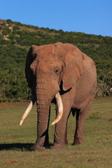 Fototapeta na wymiar Słoń afrykański Byk (Loxodonta Africana) wykazujące duże kły