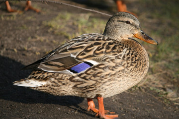 duck