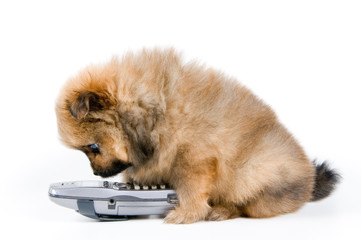 Fototapeta premium The puppy of the spitz-dog with phone