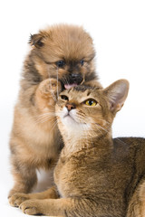 The puppy of the spitz-dog with a cat