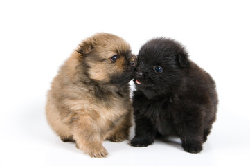 Obraz premium Two puppies