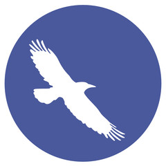 A flying bird in a blue sky