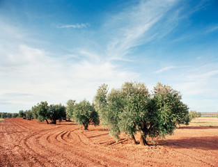 olivenhain 