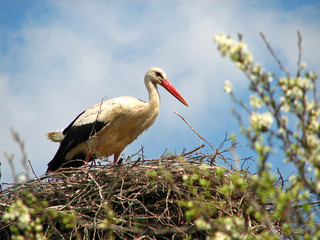Stork in the nest relating to the blue sky