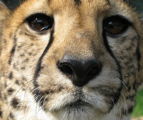 Cheetah head close up