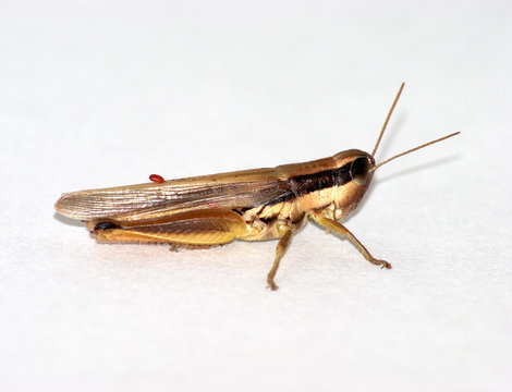 Cricket with parasites, IMGP3050