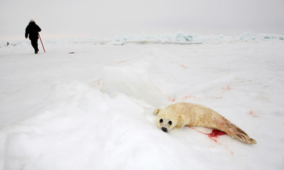 Fototapeta premium Baby harp seal pup on ice