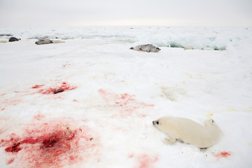 Fototapeta premium Baby harp seal pup on ice