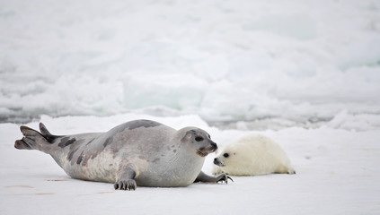 Naklejka premium Happy mother harp seal cow and newborn pup on ice