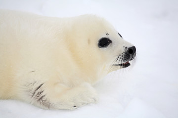 Naklejka premium Baby harp seal pup on ice of the White Sea 