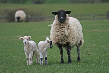 Fototapeta premium Lambs in field