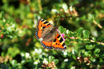 Fototapeta na wymiar Beautiful Butterfly butterfly; nymphalis polychloros