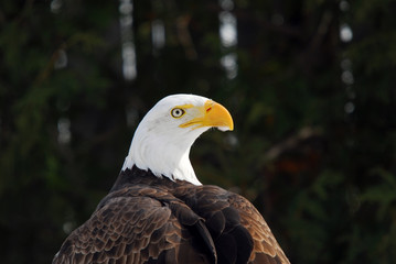 American Bald Eagle