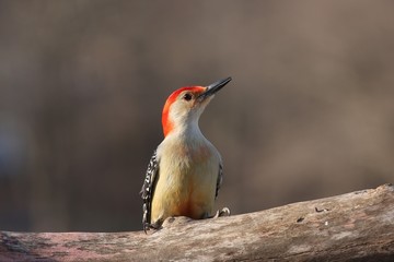 Old Red Belly