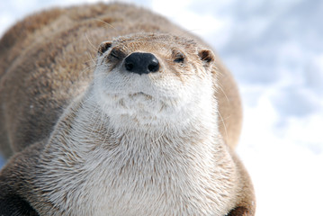 Otter
