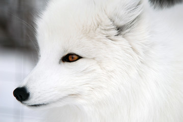 Arctic Fox