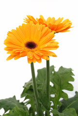 orange gerber daisy flowers on white