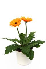 orange gerber daisy flowers on white