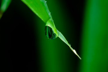 Goutte sur bambou