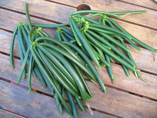 gousses de vanille vertes fraichement coupées