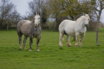 2 percherons © Dominique VERNIER