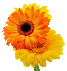 Gerbera's bouquet