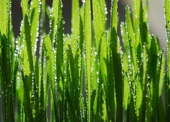 Fototapeta na wymiar fresh green grass with drops